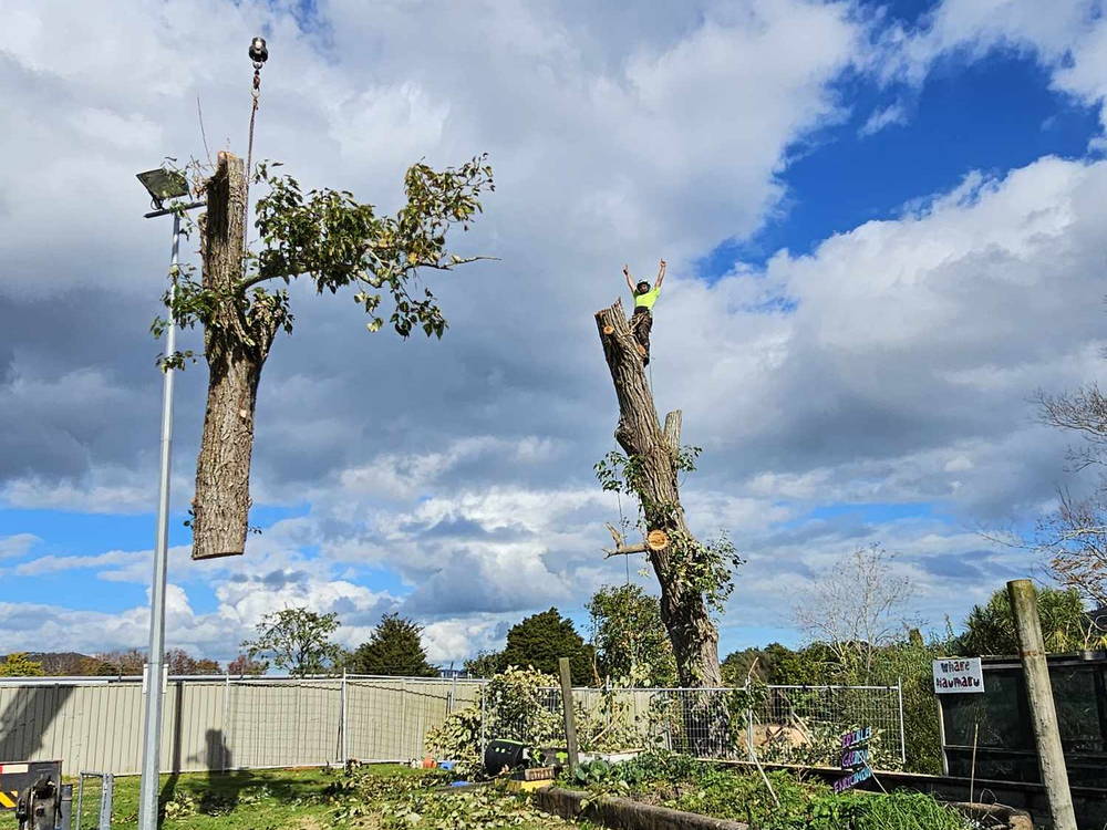 Tall trunks being taken down in sections by crane in a backyard, one section in the air