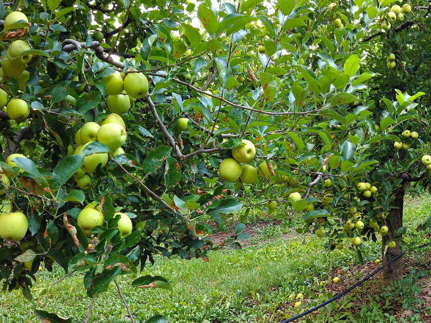 Branches of an apple tree hanging with green apples