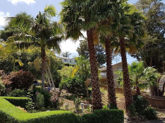 Neatly clipped low hedges edging a garden of palms and shrubs in front of a house