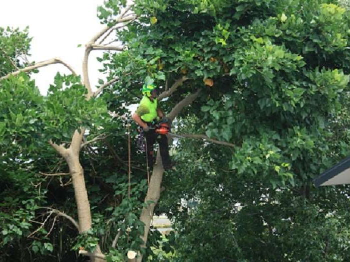 Arborist in a hi-vis shirt and helmet roped into a leafy tree, cutting a limb with a chainsaw